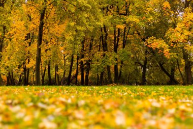 Sarı sonbahar akçaağaç yaprakları