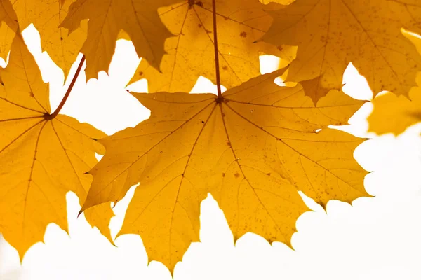 Sarı akçaağaç yaprakları