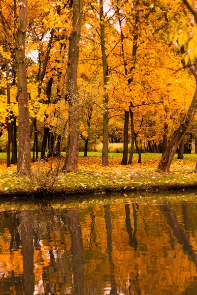 Sonbahar park akçaağaç ağaç Gölcük
