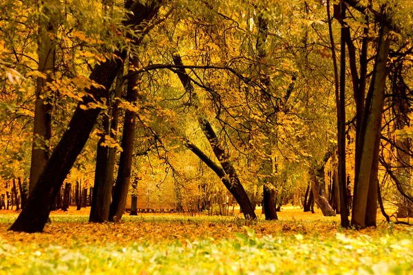 Autumn park trees yellow foliage — Stock Photo, Image