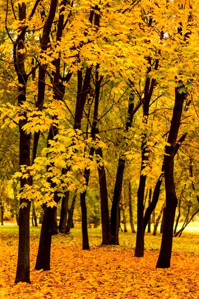 Árvores de bordo do parque de outono — Fotografia de Stock