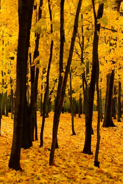 Árvores de bordo do parque de outono — Fotografia de Stock