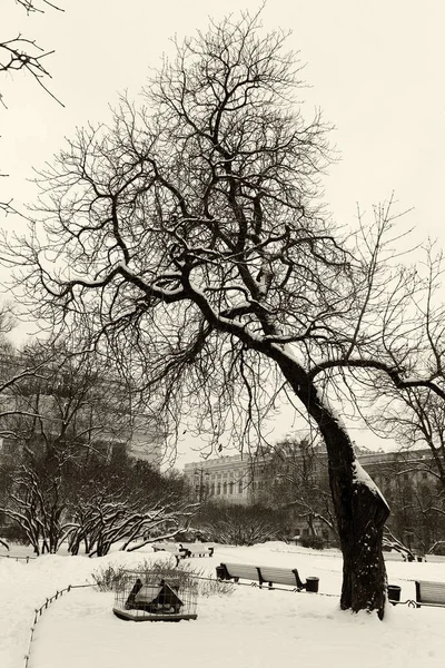 Kış ağaç St.Petersburg