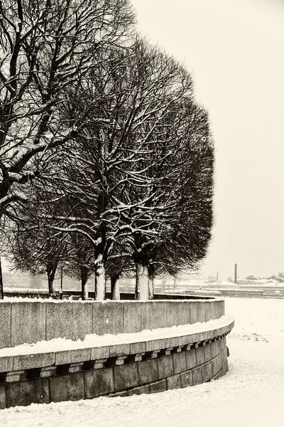 Saint Petersburg Vasilievsky Adası tükürük