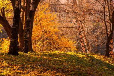 Akçaağaç ve huş ağaçları bir parkta bir sonbahar günü sarı, yeşil ve kırmızı tarafından bırakır ve çevresinde bitki örtüsü ile kaplı çim.