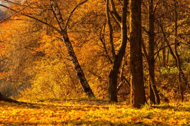 Sonbahar park sarı yapraklar