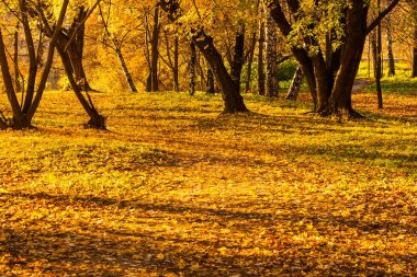 Akçaağaç ve huş ağaçları bir parkta bir sonbahar günü sarı, yeşil ve kırmızı tarafından bırakır ve çevresinde bitki örtüsü ile kaplı çim.