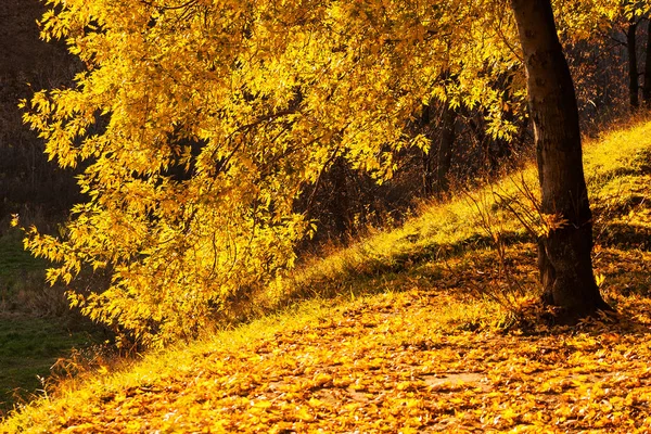 Autumn park yellow maple tree — Stock Photo, Image