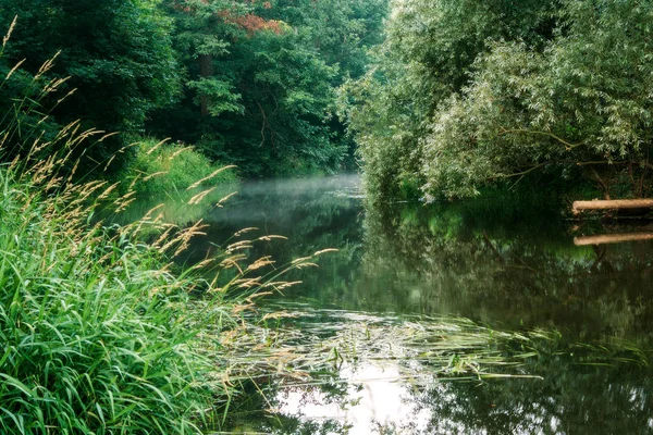 少し川 水の表面と緑の木々 と植物の周りに反射と夏の霧の朝風景 — ストック写真