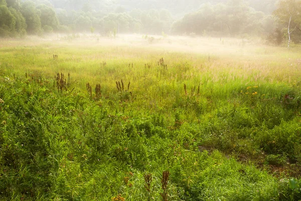 Zomer Ochtend Landschap Met Weide Vallende Planten Mist Nevel — Stockfoto