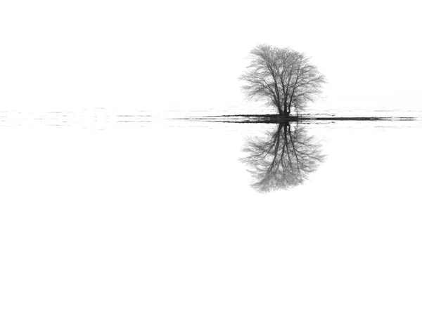 Inverno árvore de paisagem reflexões — Fotografia de Stock
