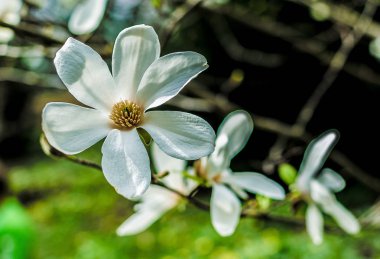 Manolya çiçek şube