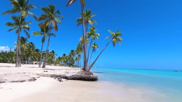 热带天堂海滩背景 棕榈海和大西洋海岸线 慢动作旅游概念 — 图库视频影像