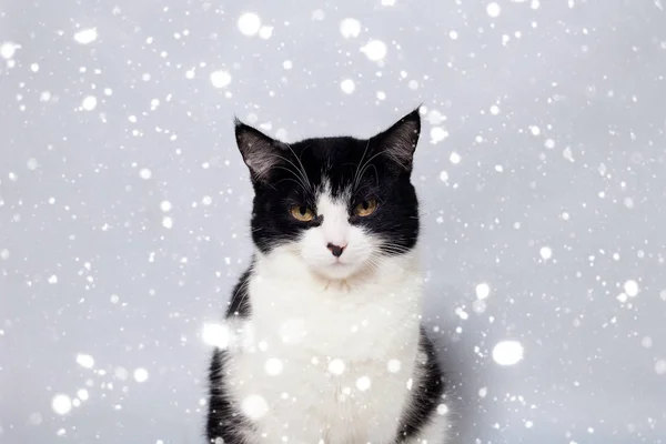 Assis mignon chat noir et blanc regardant caméra — Photo