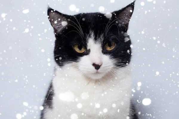 Assis mignon chat noir et blanc regardant la caméra — Photo