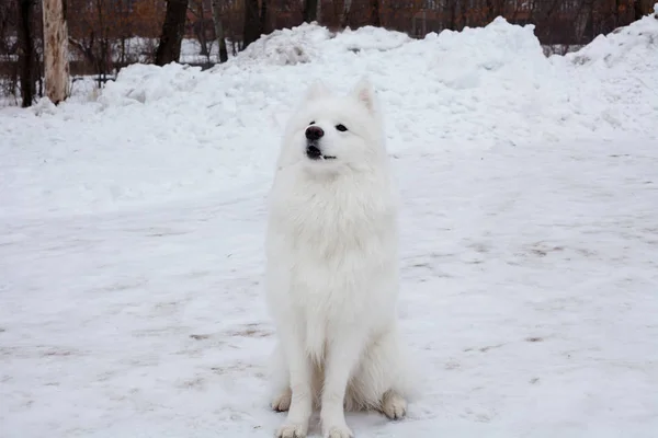 Samojedvalpar hund står utomhus — Stockfoto