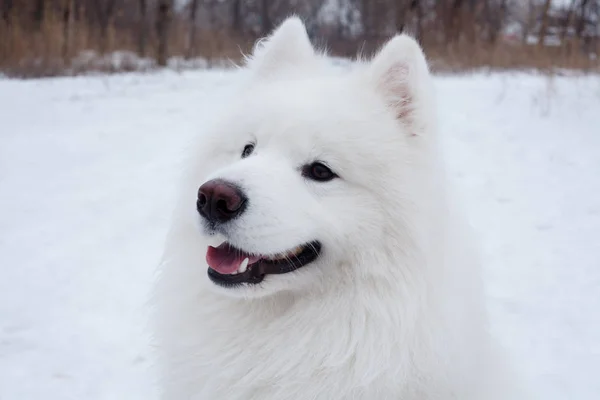 Samoyedo perro de pie al aire libre —  Fotos de Stock