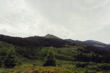Ladin ağaçlarının yemyeşil yeşil yemek artığı arkasında güneş ayarı