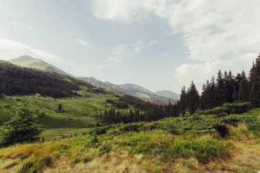 Ladin ağaçlarının yemyeşil yeşil yemek artığı arkasında güneş ayarı