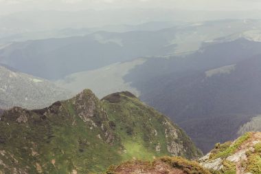 Ladin ağaçlarının yemyeşil yeşil yemek artığı arkasında güneş ayarı