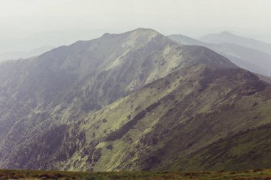 Ladin ağaçlarının yemyeşil yeşil yemek artığı arkasında güneş ayarı