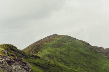 Ladin ağaçlarının yemyeşil yeşil yemek artığı arkasında güneş ayarı