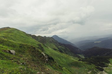 Ladin ağaçlarının yemyeşil yeşil yemek artığı arkasında güneş ayarı