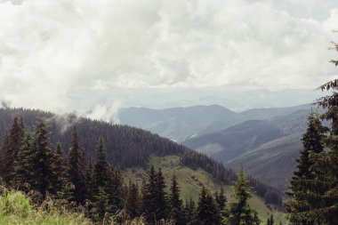 Ladin ağaçlarının yemyeşil yeşil yemek artığı arkasında güneş ayarı