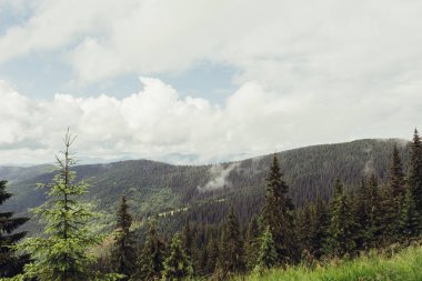 Ladin ağaçlarının yemyeşil yeşil yemek artığı arkasında güneş ayarı
