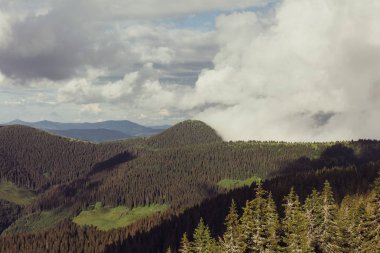 Ladin ağaçlarının yemyeşil yeşil yemek artığı arkasında güneş ayarı