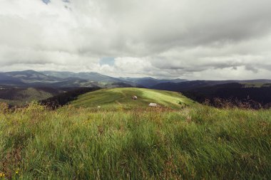 Ladin ağaçlarının yemyeşil yeşil yemek artığı arkasında güneş ayarı