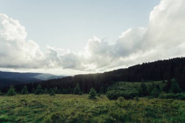 Ladin ağaçlarının yemyeşil yeşil yemek artığı arkasında güneş ayarı