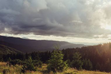 Ladin ağaçlarının yemyeşil yeşil yemek artığı arkasında güneş ayarı