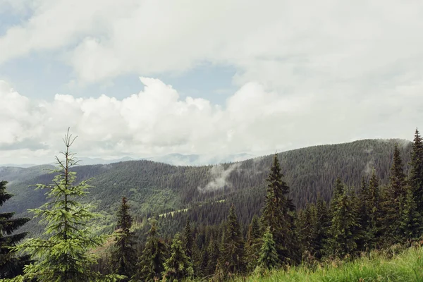 Ladin ağaçlarının yemyeşil yeşil yemek artığı arkasında güneş ayarı