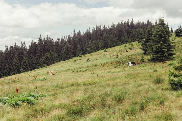 Berg grasland met koeien — Stockfoto