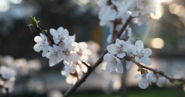 Bahçe, botanik ve bitki örtüsü kavramı - çiçek açan ağaç günbatımı üzerinde. Beyaz çiçekler bahar parkta bir ağaçta. Bahar bahçe