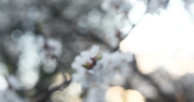 Bahçe, botanik ve bitki örtüsü kavramı - çiçek açan ağaç günbatımı üzerinde. Beyaz çiçekler bahar parkta bir ağaçta. Bahar bahçe