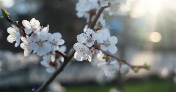 植物学および植物相のコンセプト 日没に咲く木 春の公園の木に白い花 春の庭 — ストック動画