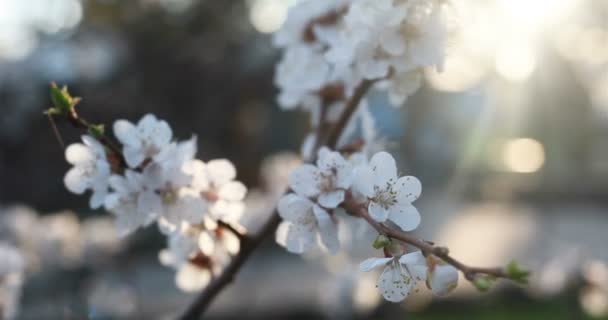 Concept Jardinage Botanique Flore Arbre Fleurs Coucher Soleil Fleurs Blanches — Video