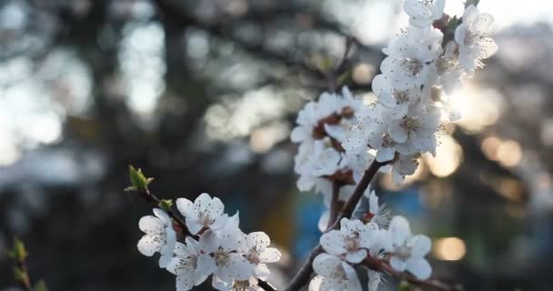 Jardinagem Botânica Conceito Flora Árvore Florescente Pôr Sol Flores Brancas — Vídeo de Stock