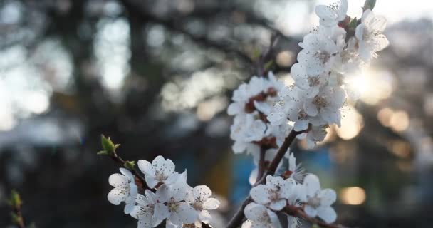 zahradničení, botanika a flóra koncept - Kvetoucí strom na západ slunce. Bílé květy na stromě v parku na jaře. Jarní zahrada