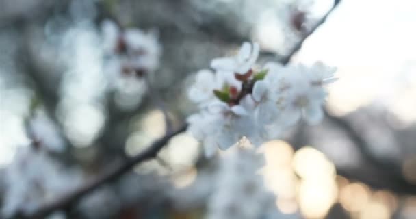 Concepto Jardinería Botánica Flora Árbol Floreciente Atardecer Flores Blancas Árbol — Vídeo de stock