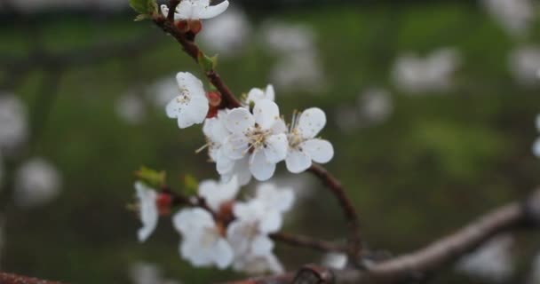 Concepto Jardinería Botánica Flora Árbol Floreciente Atardecer Flores Blancas Árbol — Vídeos de Stock