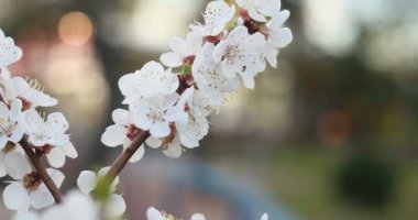 Bahçe, botanik ve bitki örtüsü kavramı - çiçek açan ağaç günbatımı üzerinde. Beyaz çiçekler bahar parkta bir ağaçta. Bahar bahçe