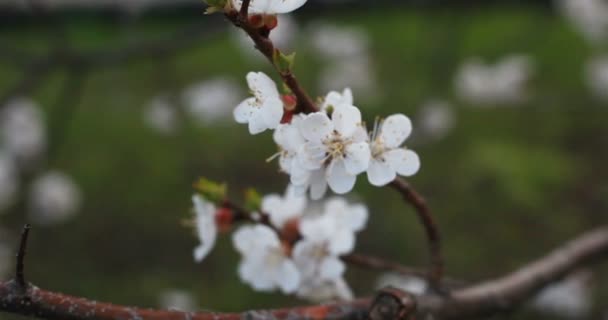 Jardinagem Botânica Conceito Flora Árvore Florescente Pôr Sol Flores Brancas — Vídeo de Stock