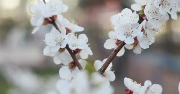 Trädgårdsskötsel Botanik Och Flora Koncept Blommande Träd Sunset Vita Blommor — Stockvideo