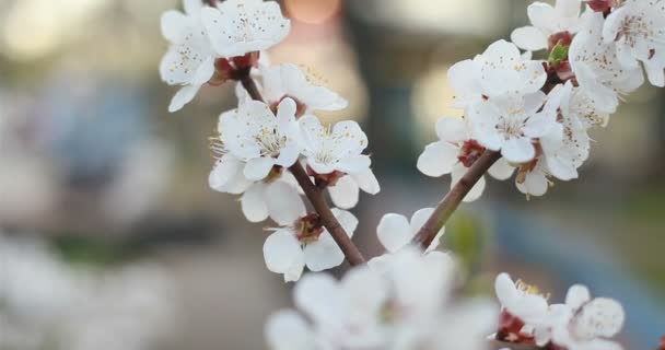 植物学和植物的概念 在日落开花树 春天公园里一棵树上的白花 — 图库视频影像