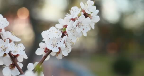 Jardinagem Botânica Conceito Flora Árvore Florescente Pôr Sol Flores Brancas — Vídeo de Stock