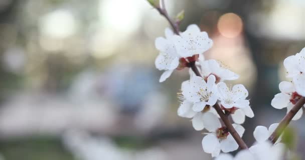 Ogrodnictwo Botanika Flora Koncepcja Kwitnące Drzewo Zachód Słońca Białe Kwiaty — Wideo stockowe