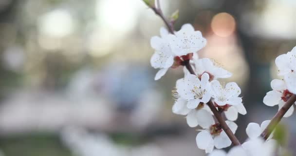 Jardinagem Botânica Conceito Flora Árvore Florescente Pôr Sol Flores Brancas — Vídeo de Stock